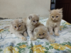 Persian kittens